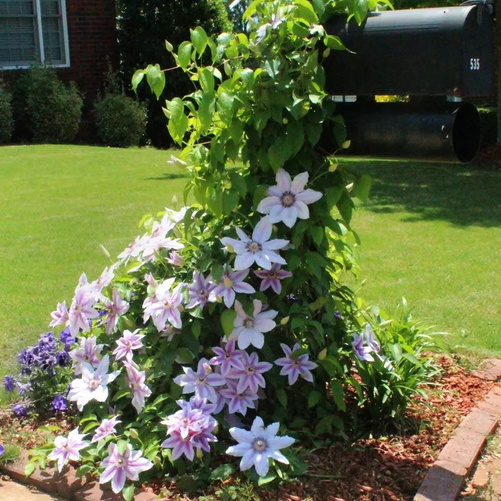 Fast Growing Trees See All Shrubs & Hedges Nelly Moser Clematis Vine 6 Fast Growing Trees See All Shrubs & Hedges Nelly Moser Clematis Vine