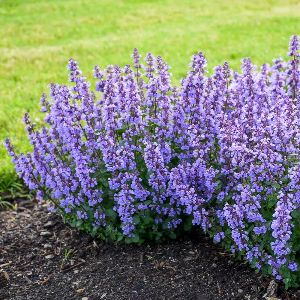 Fast Growing Trees Nepeta 'Cat’s Pajamas' Catmint Plants For Sandy Soil 4 Fast Growing Trees Nepeta 'Cat’s Pajamas' Catmint Plants For Sandy Soil