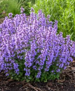 Fast Growing Trees Nepeta 'Cat’s Pajamas' Catmint Plants For Sandy Soil 8 Fast Growing Trees Nepeta 'Cat’s Pajamas' Catmint Plants For Sandy Soil