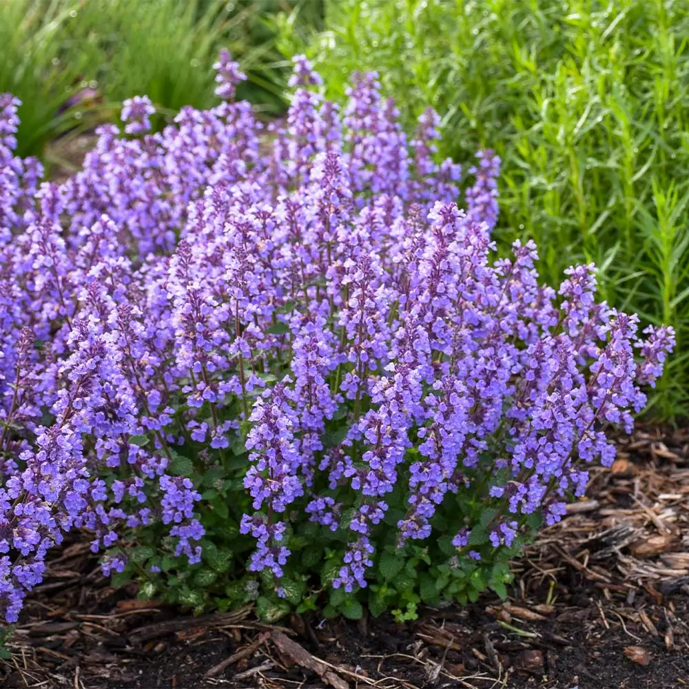 Fast Growing Trees Nepeta 'Cat’s Pajamas' Catmint Plants For Sandy Soil 5 Fast Growing Trees Nepeta 'Cat’s Pajamas' Catmint Plants For Sandy Soil