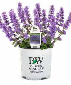 Fast Growing Trees Nepeta 'Cat’s Pajamas' Catmint Plants For Sandy Soil 9 Fast Growing Trees Nepeta 'Cat’s Pajamas' Catmint Plants For Sandy Soil