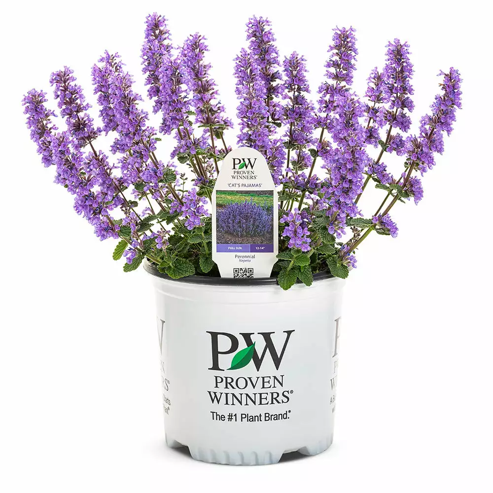 Fast Growing Trees Nepeta 'Cat’s Pajamas' Catmint Plants For Sandy Soil 6 Fast Growing Trees Nepeta 'Cat’s Pajamas' Catmint Plants For Sandy Soil