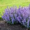 Fast Growing Trees Nepeta 'Cat’s Pajamas' Catmint Plants For Sandy Soil 2 Fast Growing Trees Nepeta 'Cat’s Pajamas' Catmint Plants For Sandy Soil