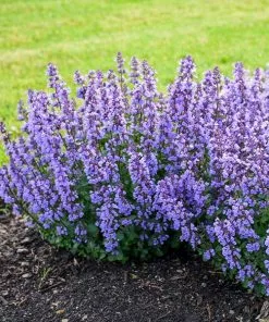 Fast Growing Trees Nepeta 'Cat’s Pajamas' Catmint Plants For Sandy Soil