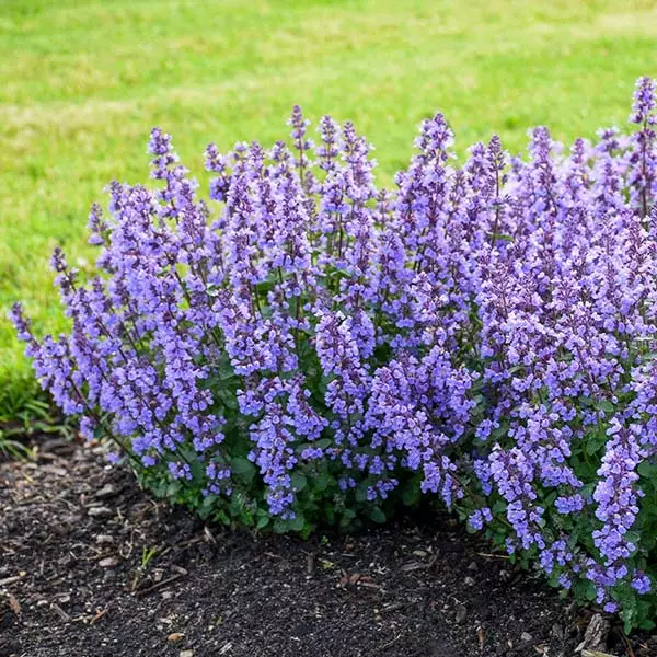 Fast Growing Trees Nepeta 'Cat’s Pajamas' Catmint Plants For Sandy Soil 3 Fast Growing Trees Nepeta 'Cat’s Pajamas' Catmint Plants For Sandy Soil