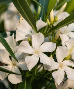 Fast Growing Trees White Nerium Oleander Tree