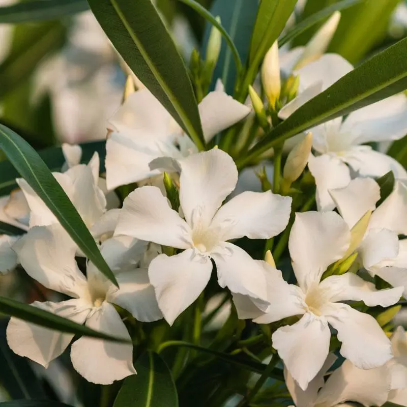 Fast Growing Trees White Nerium Oleander Tree 4 Fast Growing Trees White Nerium Oleander Tree