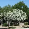 Fast Growing Trees White Nerium Oleander Tree