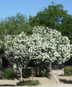 Fast Growing Trees White Nerium Oleander Tree