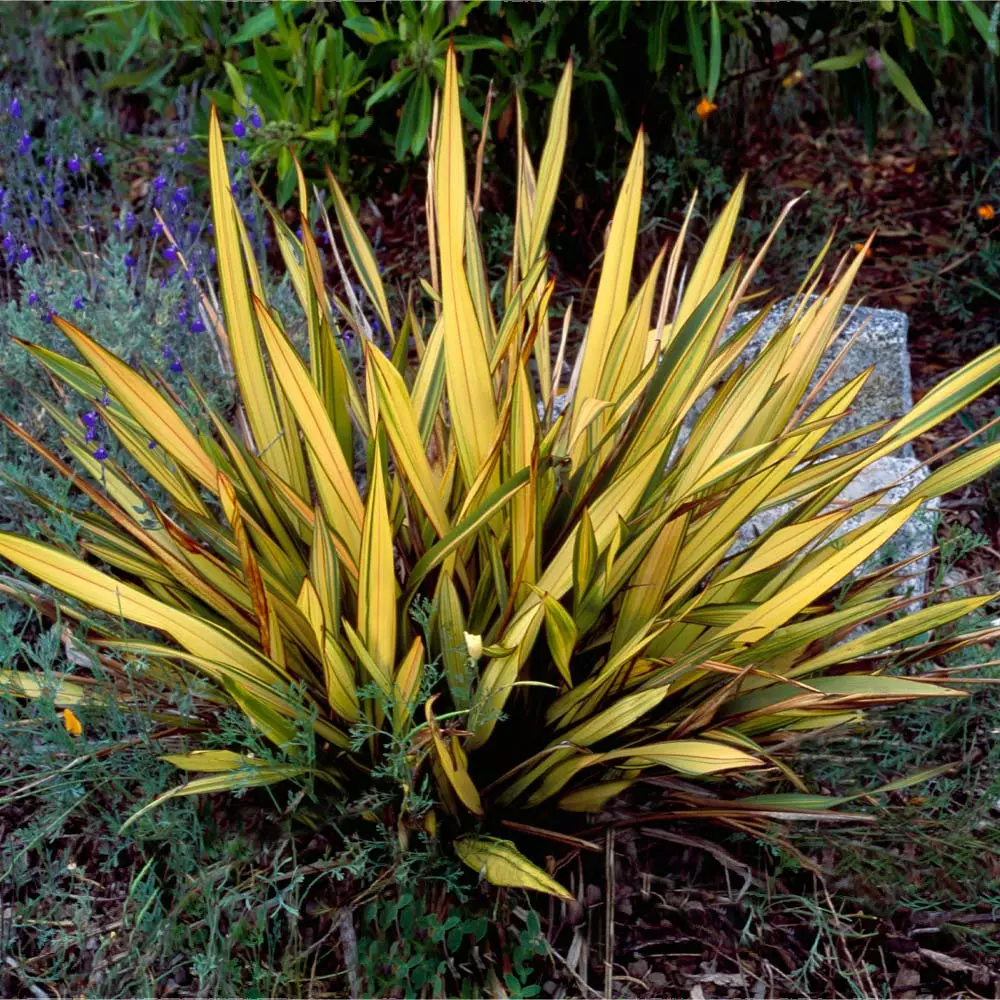 Fast Growing Trees Salt Tolerant Plants New Zealand Flax 4 Fast Growing Trees Salt Tolerant Plants New Zealand Flax