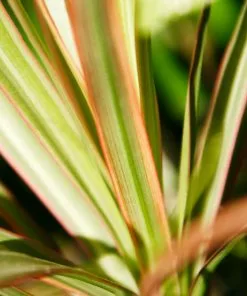 Fast Growing Trees Salt Tolerant Plants New Zealand Flax 7 Fast Growing Trees Salt Tolerant Plants New Zealand Flax