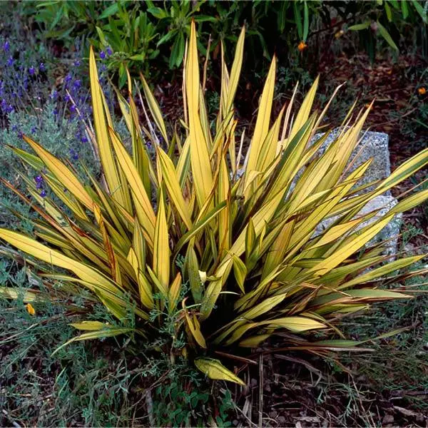 Fast Growing Trees Salt Tolerant Plants New Zealand Flax 3 Fast Growing Trees Salt Tolerant Plants New Zealand Flax