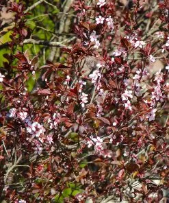 Fast Growing Trees Newport Flowering Plum 9 Fast Growing Trees Newport Flowering Plum