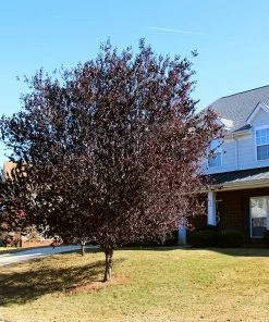 Fast Growing Trees Newport Flowering Plum
