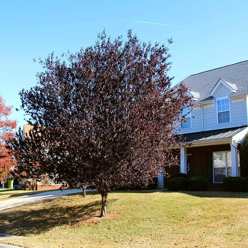 Fast Growing Trees Newport Flowering Plum 4 Fast Growing Trees Newport Flowering Plum