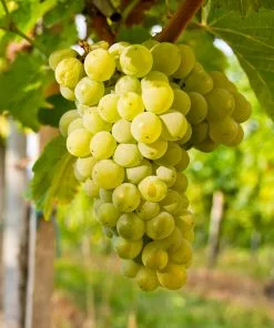 Fast Growing Trees Grape Vines Niagara Grapes