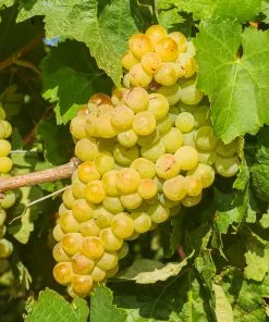 Fast Growing Trees Grape Vines Niagara Grapes