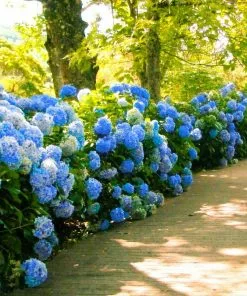 Fast Growing Trees Nikko Blue Hydrangea Hydrangea Shrubs