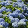 Fast Growing Trees Nikko Blue Hydrangea Hydrangea Shrubs 1 Fast Growing Trees Nikko Blue Hydrangea Hydrangea Shrubs