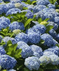 Fast Growing Trees Nikko Blue Hydrangea Hydrangea Shrubs