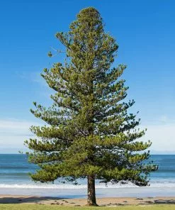 Fast Growing Trees Pine Trees Norfolk Island Pine Tree
