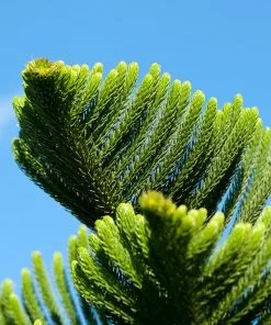 Fast Growing Trees Pine Trees Norfolk Island Pine Tree