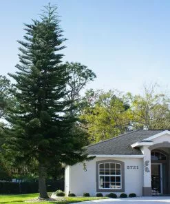 Fast Growing Trees Pine Trees Norfolk Island Pine Tree