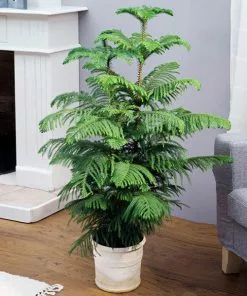 Fast Growing Trees Pine Trees Norfolk Island Pine Tree