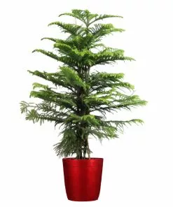 Fast Growing Trees Pine Trees Norfolk Island Pine Tree