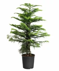 Fast Growing Trees Pine Trees Norfolk Island Pine Tree