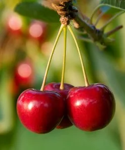 Fast Growing Trees North Star Cherry