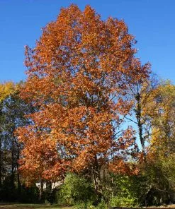 Fast Growing Trees Northern Red Oak Tree Oak Trees 10 Fast Growing Trees Northern Red Oak Tree Oak Trees