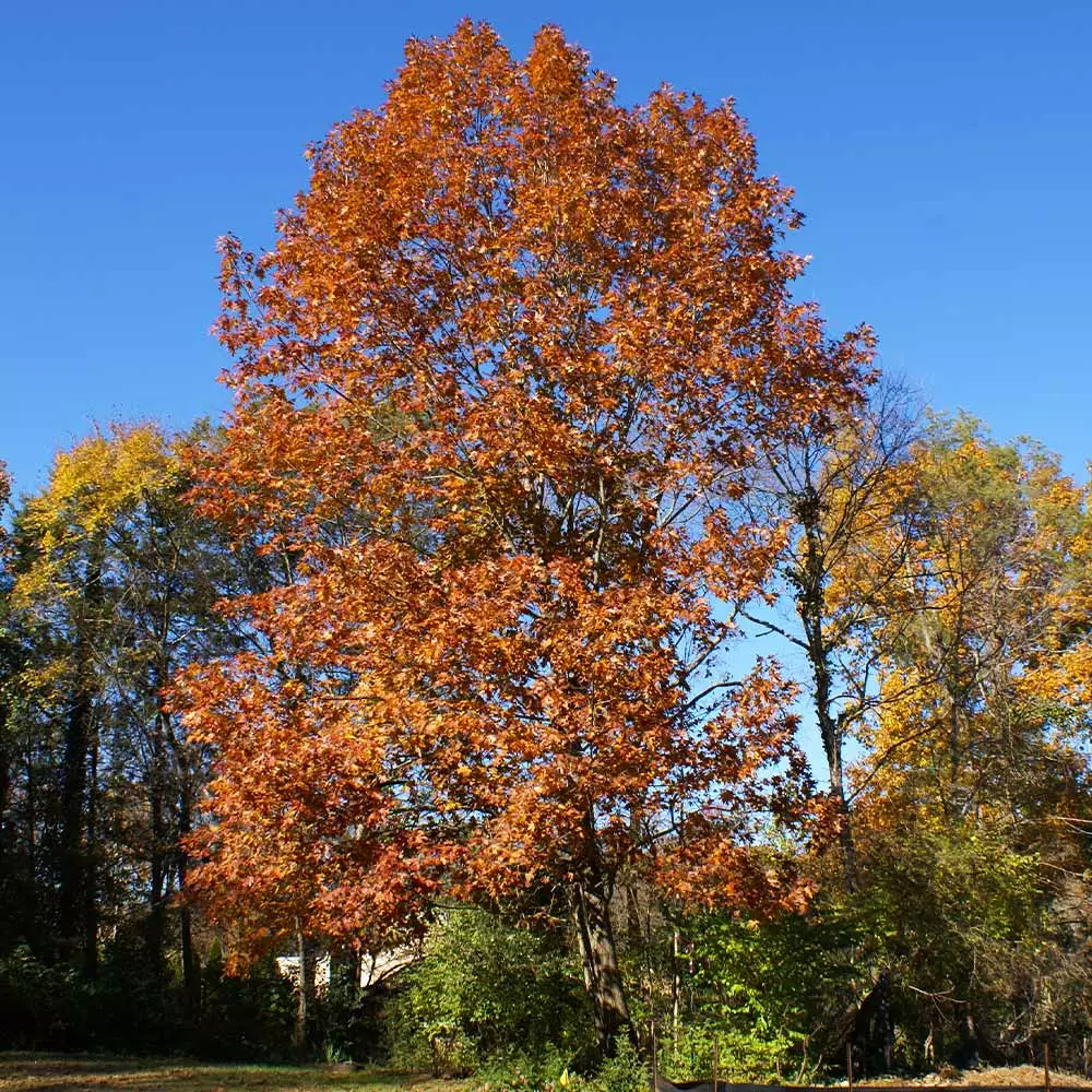 Fast Growing Trees Northern Red Oak Tree Oak Trees 6 Fast Growing Trees Northern Red Oak Tree Oak Trees