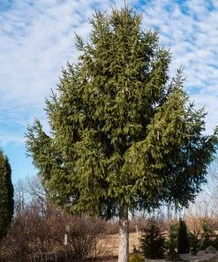 Fast Growing Trees Spruce Trees Norway Spruce Tree 9 Fast Growing Trees Spruce Trees Norway Spruce Tree