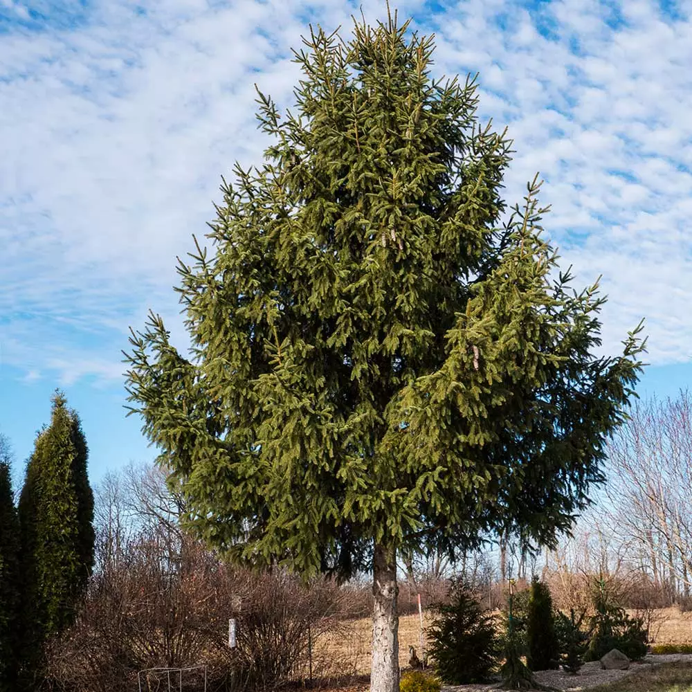 Fast Growing Trees Spruce Trees Norway Spruce Tree 5 Fast Growing Trees Spruce Trees Norway Spruce Tree