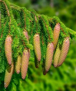 Fast Growing Trees Spruce Trees Norway Spruce Tree 10 Fast Growing Trees Spruce Trees Norway Spruce Tree