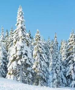 Fast Growing Trees Spruce Trees Norway Spruce Tree 11 Fast Growing Trees Spruce Trees Norway Spruce Tree