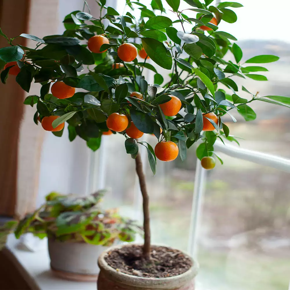 Fast Growing Trees Nules Clementine Tree Gift Plants 4 Fast Growing Trees Nules Clementine Tree Gift Plants