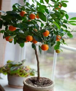 Fast Growing Trees Citrus Trees Nules Clementine Tree 8 Fast Growing Trees Citrus Trees Nules Clementine Tree