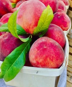 Fast Growing Trees Peach Trees O'Henry Peach Tree 9 Fast Growing Trees Peach Trees O'Henry Peach Tree