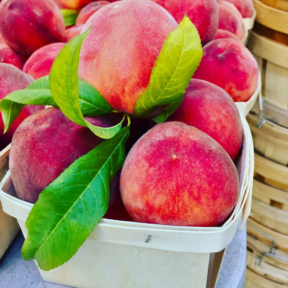 Fast Growing Trees Peach Trees O'Henry Peach Tree 5 Fast Growing Trees Peach Trees O'Henry Peach Tree