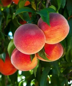 Fast Growing Trees Peach Trees O'Henry Peach Tree