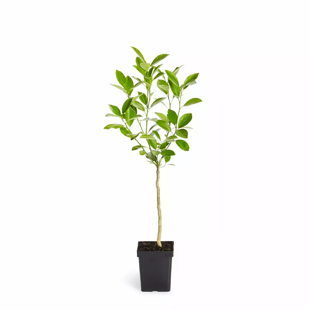 Fast Growing Trees Citrus Trees Calamondin Tree 8 Fast Growing Trees Citrus Trees Calamondin Tree