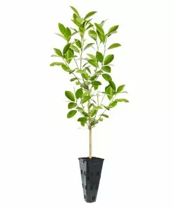 Fast Growing Trees Citrus Trees Calamondin Tree 12 Fast Growing Trees Citrus Trees Calamondin Tree
