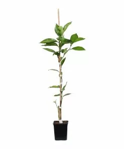 Fast Growing Trees Valencia Orange Tree Citrus Trees 15 Fast Growing Trees Valencia Orange Tree Citrus Trees