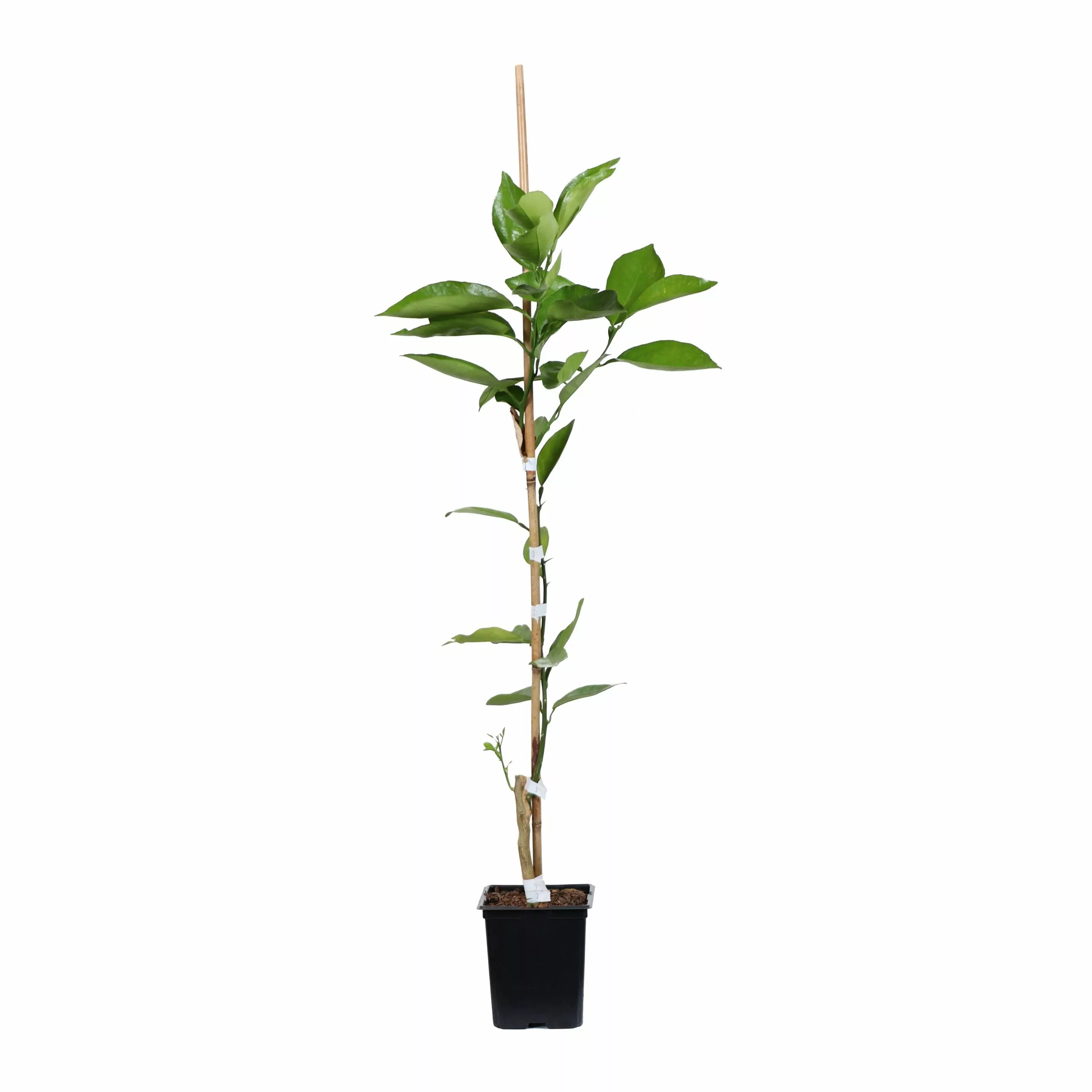 Fast Growing Trees Valencia Orange Tree Citrus Trees 8 Fast Growing Trees Valencia Orange Tree Citrus Trees