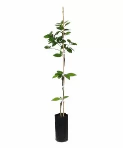 Fast Growing Trees Valencia Orange Tree Citrus Trees 16 Fast Growing Trees Valencia Orange Tree Citrus Trees
