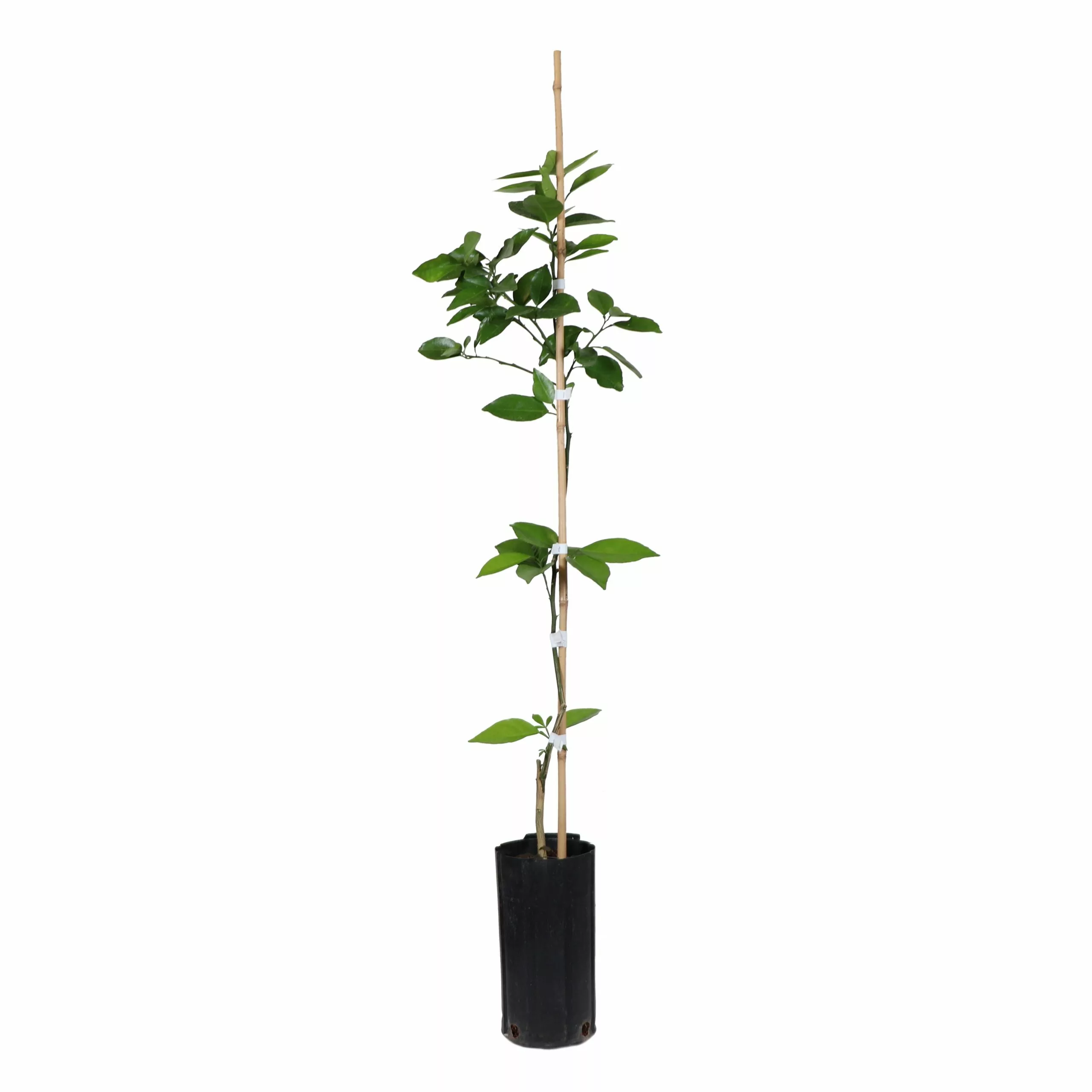 Fast Growing Trees Valencia Orange Tree Citrus Trees 9 Fast Growing Trees Valencia Orange Tree Citrus Trees