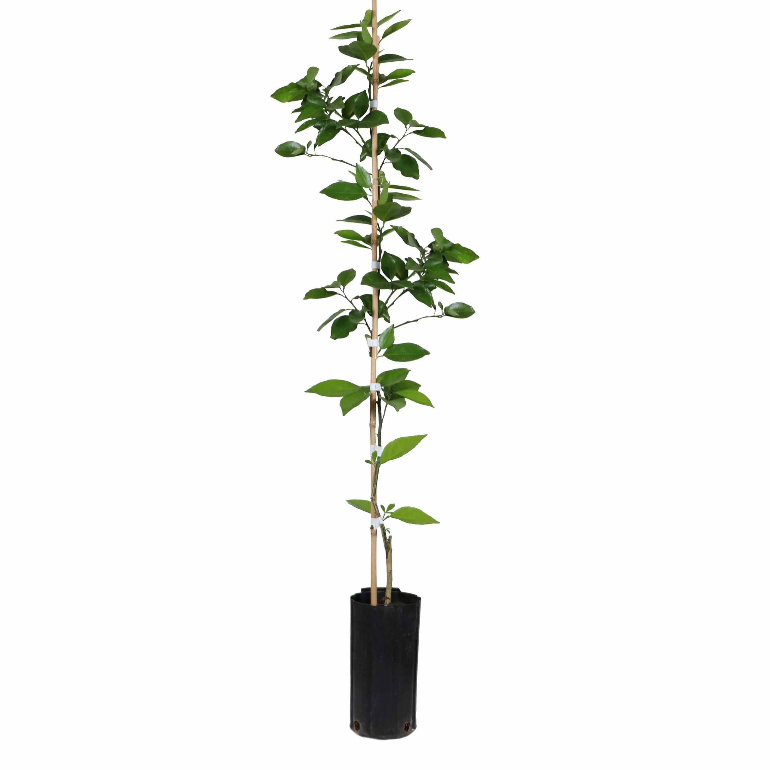 Fast Growing Trees Valencia Orange Tree Citrus Trees 10 Fast Growing Trees Valencia Orange Tree Citrus Trees