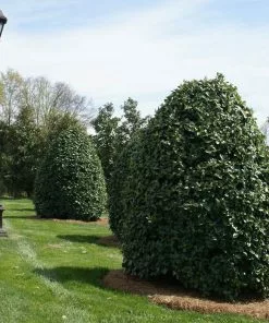 Fast Growing Trees Holly Trees Oak Leaf™ Holly Tree